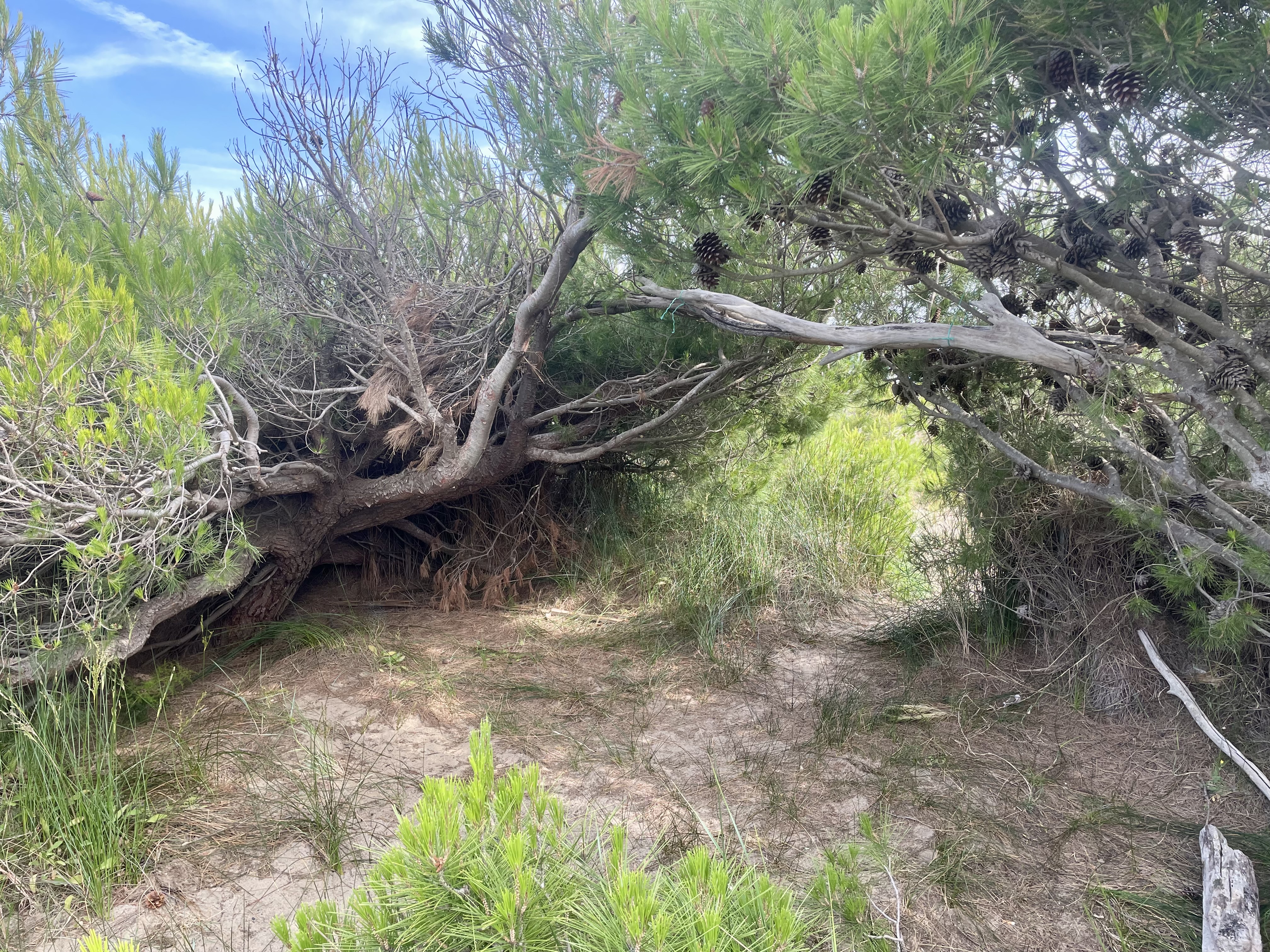 Le Buisson